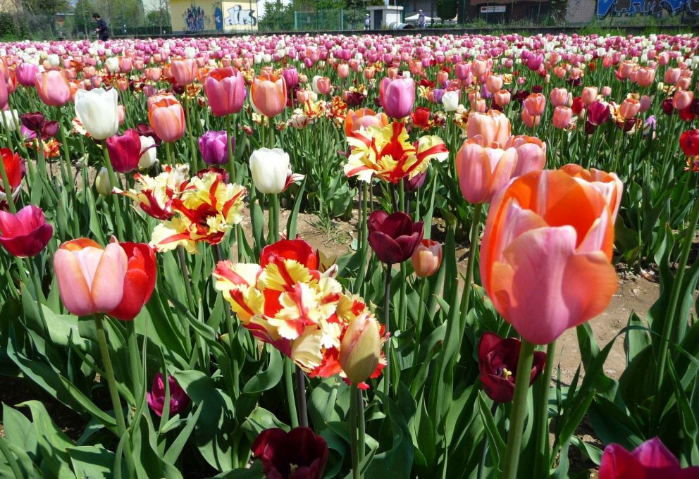 TULIPANI ITALIANI: UN ANGOLO DI OLANDA A MILANO